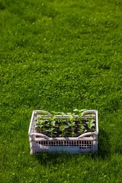 Numerous seedlings growing in plastic crate outdoors in garden Stock Photos
