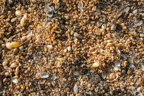 Numerous small broken seashells and snail shells scattered densely across t.. Stockfoto's
