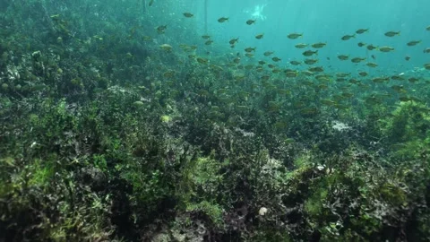 Numerous small fish swimming together over a lush green aquatic plant bed in Stock-Footage 331524423