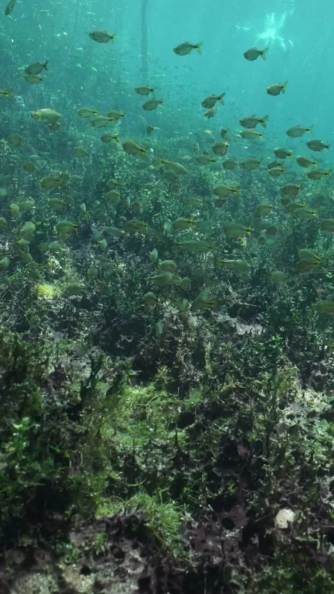 Numerous small fish swimming together over a lush green aquatic plant bed in Stock Footage 332002178