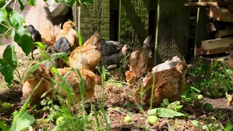 Numerous small, free-range chicks of various breeds pecking and foraging for 스톡 동영상 329622356