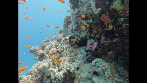 Numerous small orange fish swimming gracefully near a vibrant coral reef in Stock-Footage 335817013
