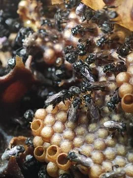 Numerous small stingless bees meticulously working on their intricate honey.. Stock Photos