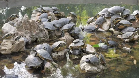 Numerous terrapin turtles sunbathing on rocks in a pond Stock Footage 340539561