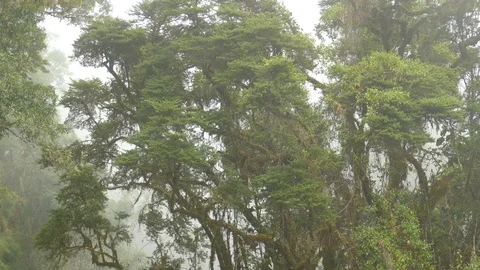 Numerous tiny birds live in big mossy tree in Costa Rica rainforest Stock Footage 126809806