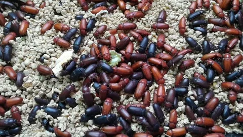 Numerous tiny black and red beetles are swarming to feed. Stock Footage 149477618