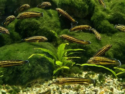 Numerous tiny fish with distinctive stripes move dynamically across mossy r.. Stock Photos