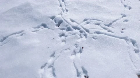 Numerous trails of mice in the snow Stock Footage 149505318
