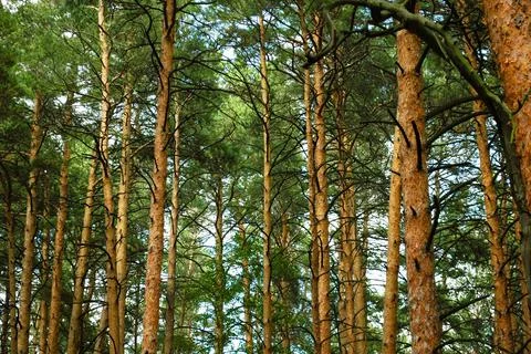 Numerous trunks of pine trees with the lower dried branches Stock-Fotos
