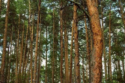 Numerous trunks of pine trees with the lower dried branches Foto stock