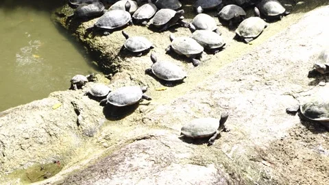 Numerous turtles basking on sunlit rocks by a murky pond exhibiting various Stock Footage 346828092