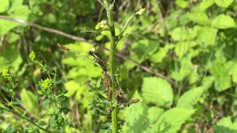 Numerous varieties of caterpillars can be observed actively feeding on a plant Stock Footage 313383380