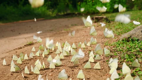 Numerous white butterflies flutter over ground, gather at wet soil in sunny Stock Footage 275106250