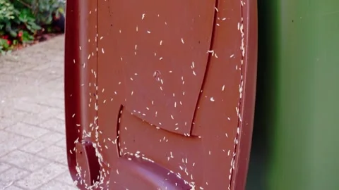 Numerous White Maggots Infesting the Dirty Brown Lid of an Organic Waste Bin Stock Footage 339836866
