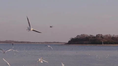 Numerous white seagulls soaring and gliding gracefully in slow motion over the Stock Footage 328850167