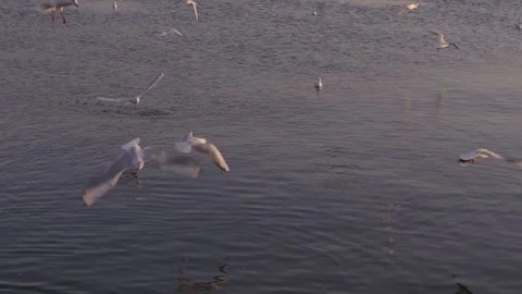 Numerous white seagulls soaring gracefully and peacefully over the calm sea Stock Footage 328849943