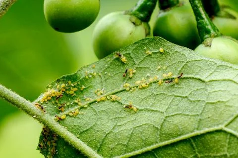 Numerous yellow aphids and small ants settle on the backs of the eggplant lea Stock Photos