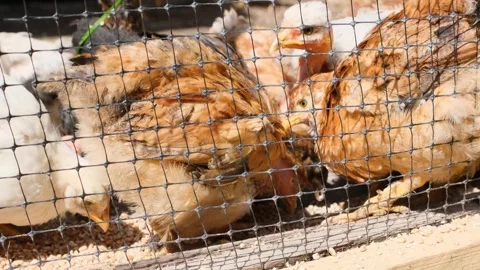 Numerous young chickens and pullets, including naked neck varieties, eagerly Видео 329622309
