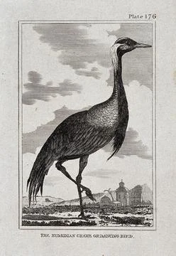 A Numidian crane. Etching with engraving. Stock Illustration