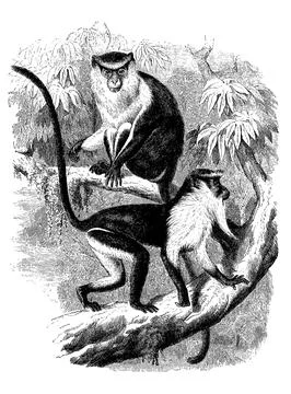 Nun monkey mona monkey Cercopithecus mona a primate species of the genus guenon Stock Illustration