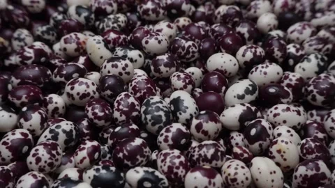 Nuna Peruvian Popping Beans Stock Footage 236187308