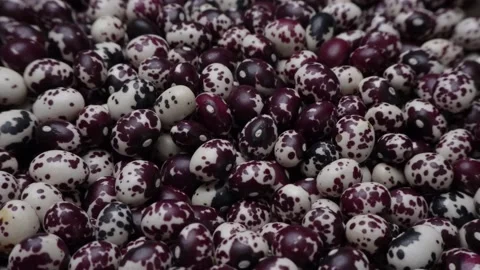 Nuna Peruvian Popping Beans Stock Footage 236187327