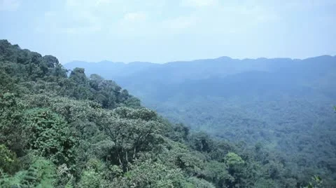 Nungwi Rainforest Stock Footage 21687492