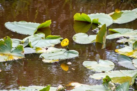 Nuphar blooming in the river. Stock Photos