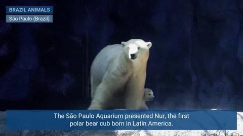Nur, the first polar bear cub born in Latin America, is presented to visitors at Video stock 303103859
