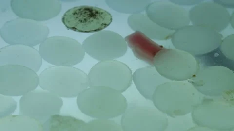 Nurdles (plastic pellets) and coloured plastic beads of pollution float on water Stock Footage 157779181