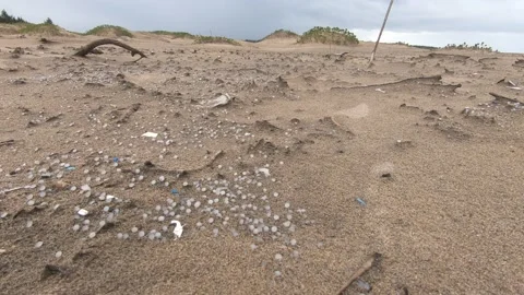 Nurdles (Plastic pellets) and pollution scattered and spilled on the beach Stock Footage 157287568
