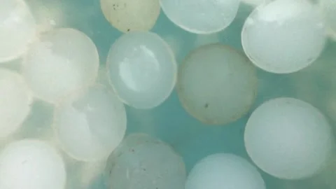 Nurdles (plastic pellets) float on water surface then stop Stock Footage 157694761