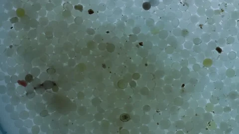 Nurdles (plastic pellets) float on water Stock Footage 157779248