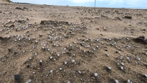 Nurdles (Plastic pellets) in the foreground spilled on beach; truck and ocean Stock Footage 157287579