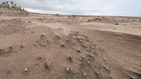 Nurdles (plastic pellets) littered on the beach and dunes with wind Stock Footage 157287390