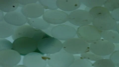 Nurdles (plastic pellets) rest still on water surface, then shake sideways Stock Footage 157695531