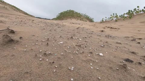 Nurdles (plastic pellets) scattered on beach dune with vegetation Stock Footage 157287465