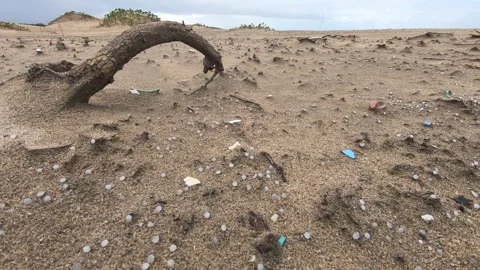Nurdles (Plastic pellets) spilled on beach; branch and dunes Stock Footage 157287590