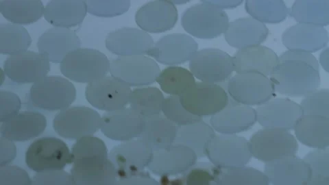 Nurdles (plastic pellets) turbulent floating on water Stock Footage 157779216