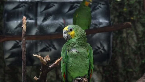 Nuri Bayan Vídeos de archivo 119434140