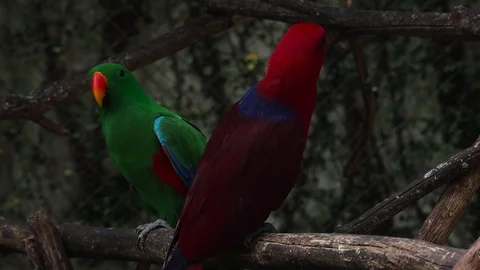 Nuri Bayan Stock Footage 119434210