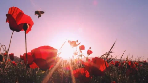 Nuristan is a small province in eastern Afghanistan. Video stock 114521853
