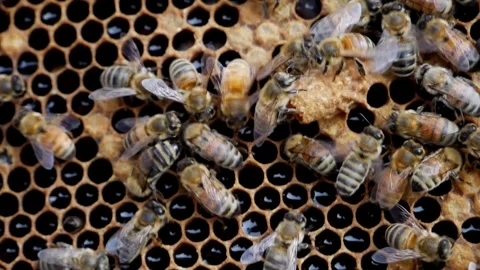 Nurse Bees Feeding a Queen Bee Stock Footage 240645673