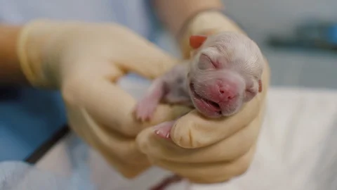 Nurse hands holding and caressing newborn puppy dog in veterinary clinic Stock Footage 128743733