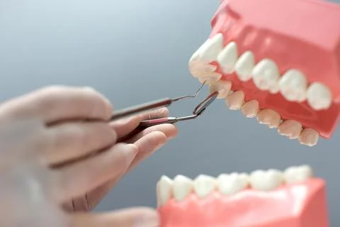 Nurse practicing on the layout of the jaw with teeth Stock Photos