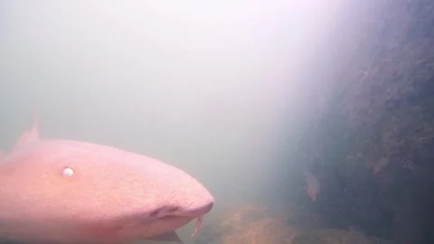Nurse Shark Bumping Underwater Camera - Extreme Close-Up - Florida Keys Harbor Stock Footage 334629818