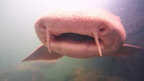 Nurse Shark Close-Up Flyby - Head-On Swim in Florida Keys Harbor Stock Footage 334629210