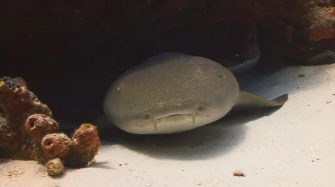 Nurse Shark  Видео 2393556