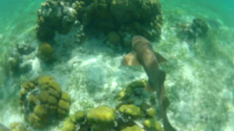 Nurse shark Stock Footage 46031681