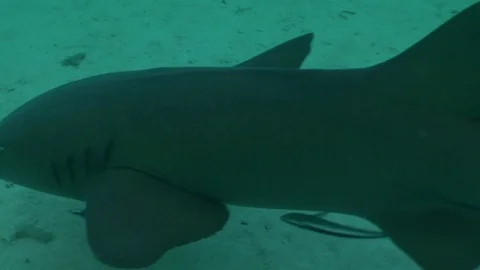 Nurse Shark Stock Footage 85245996